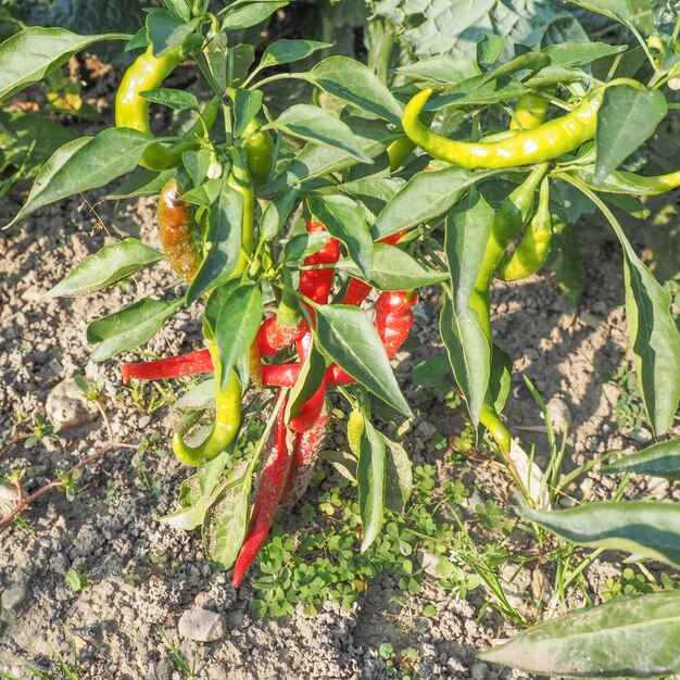 Roślina papryki chili