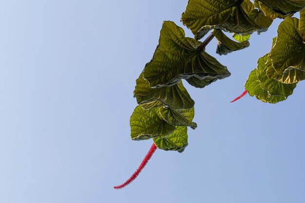Roślina parasolowa Ewy, Coccoloba pubescens z czerwonymi kwiatami i zielonym liściem. Tło nieba