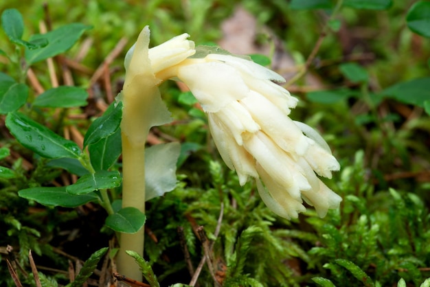 Roślina pasożytnicza Pinesap Fałszywe buki Hypopitys monotropa w lesie sosnowym