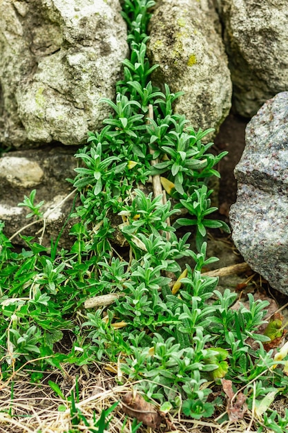 Roślina pnąca Cerastium tomentosum na kamieniach Dekoracyjne ogrodnictwo na alpejskim wzgórzu