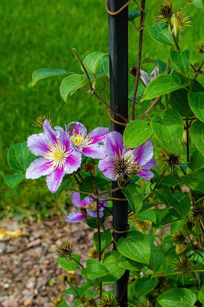 Roślina pnąca Clematis na słupie w letnim ogrodzie.