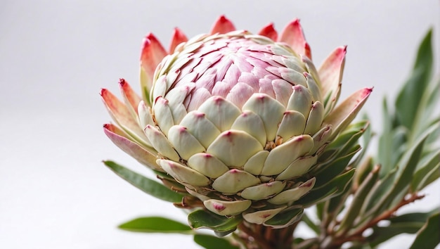 Zdjęcie roślina protea z bliska zdjęcie