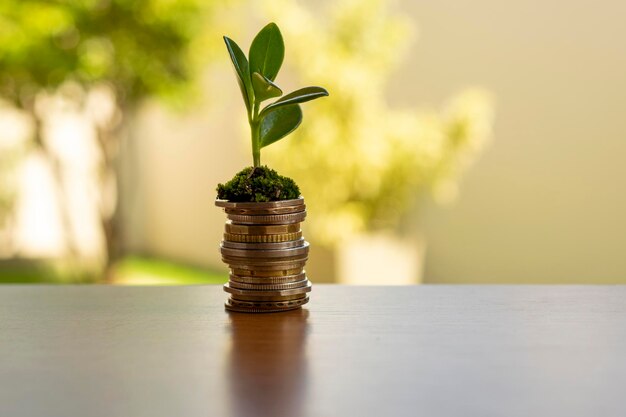 Roślina Rosnąca W Koncepcji Inwestycji W Monety Oszczędnościowe I Oprocentowania