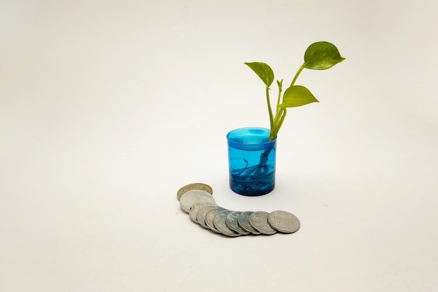 Roślina rośnie na koncepcji monet, oszczędzając pieniądze dzięki energii