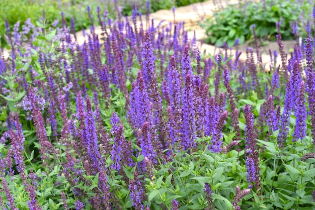 Roślina Salvia nemorosa rosnąca na Dalekim Wschodzie