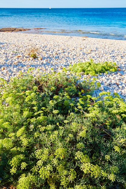 Roślina Samphire Crithmum Maritimum Hiszpania