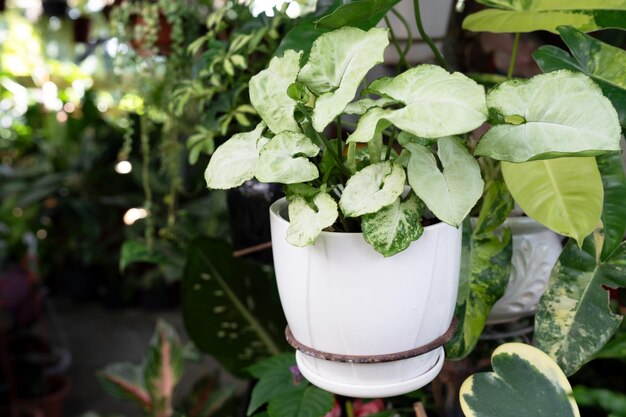 Roślina Syngonium podophyllum w garnku