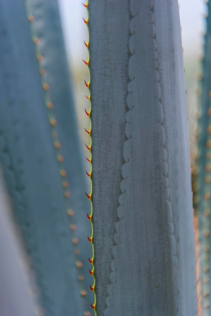 Roślina tequili z agawy - Niebieskie pola krajobrazowe agawy w Jalisco, Meksyk