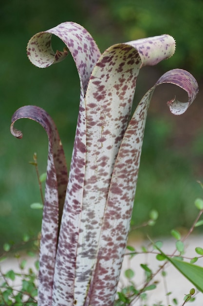 Roślina Urn z rodziny bromeliad