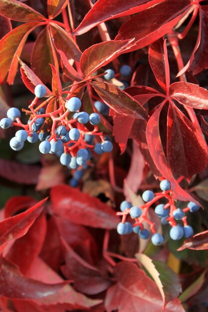 Roślina Virginia creeper z jagodami