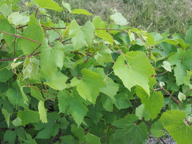 Roślina Vitis (Winorośl)