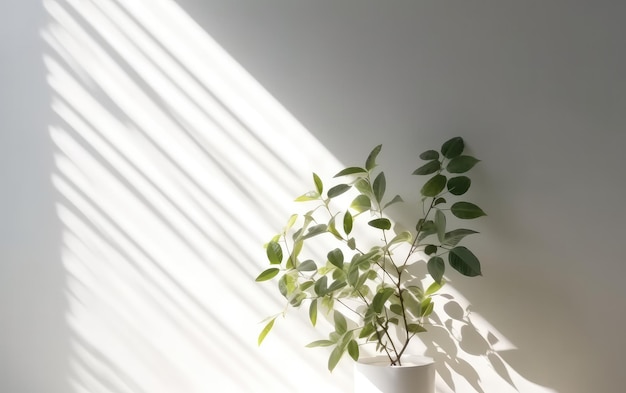 Roślina w białym garnku stoi przed ścianą, a światło słoneczne świeci przez okno.