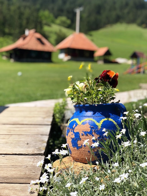 Zdjęcie roślina w garnku przy promenadzie