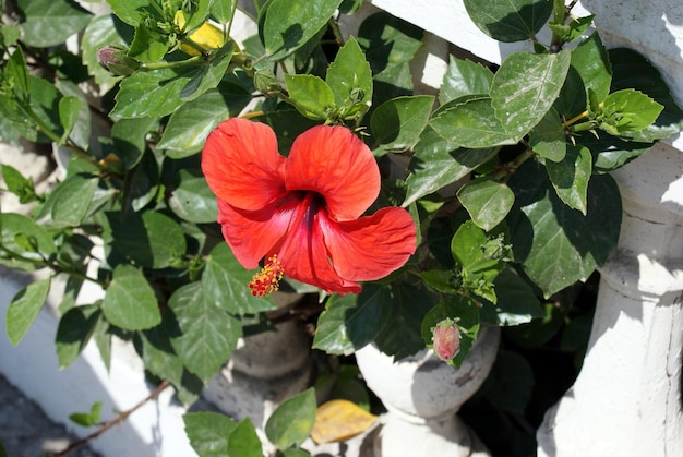 Zdjęcie roślina z czerwonym kwiatem na balustradzie
