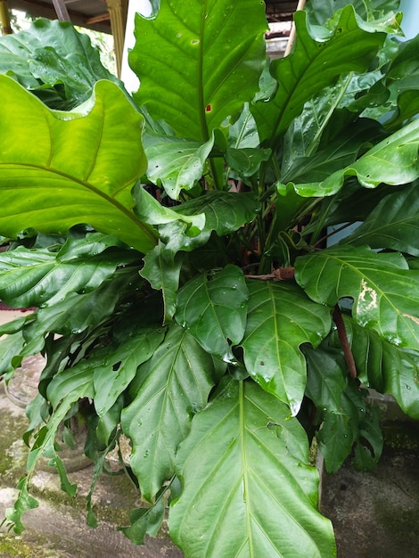 Roślina z dużymi zielonymi liśćmi i białą literą b