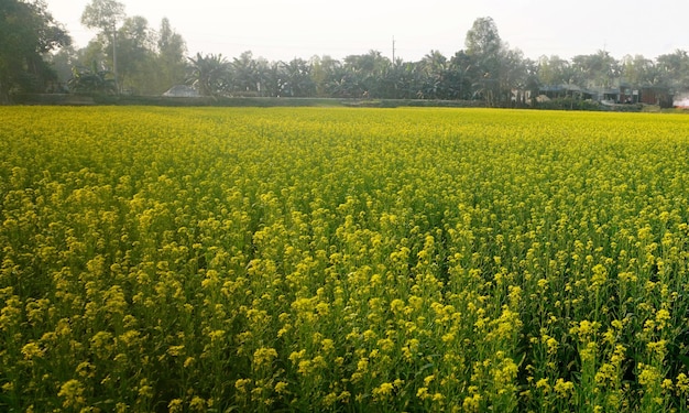 Zdjęcie roślina z nasionami musztardy rosnąca na polu żółtego złota kwitnące rośliny z niebieskim niebem i rzepakem