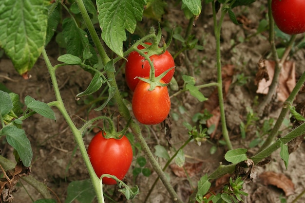 roślina z pomidorów