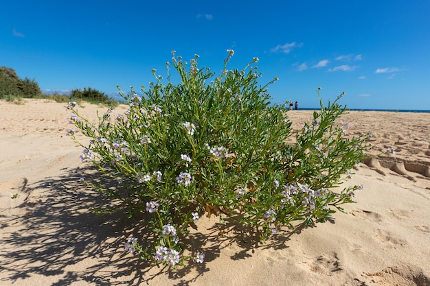 Zdjęcie roślina z purpurowymi kwiatami w piasku na plaży