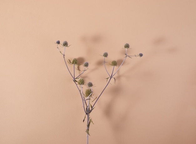 Roślina z rodzaju eryngium na beżowym tle z cieniami minimalistyczna martwa natura widok z góry