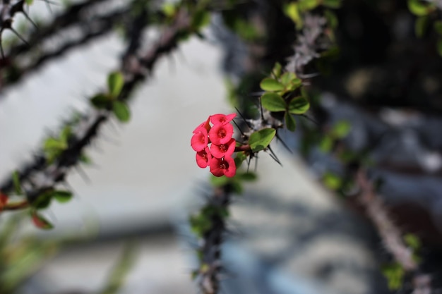 Zdjęcie roślina z różowym kwiatem