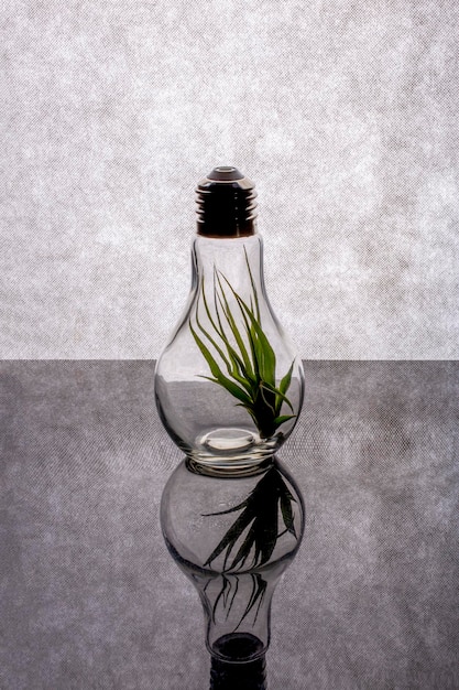 Zdjęcie roślina zielna tillandsia wśrodku szklanej wazy w postaci żarówki