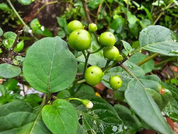 Zdjęcie roślina zielona leunca solanum nigrum lub lumai ranti rimbang bobose