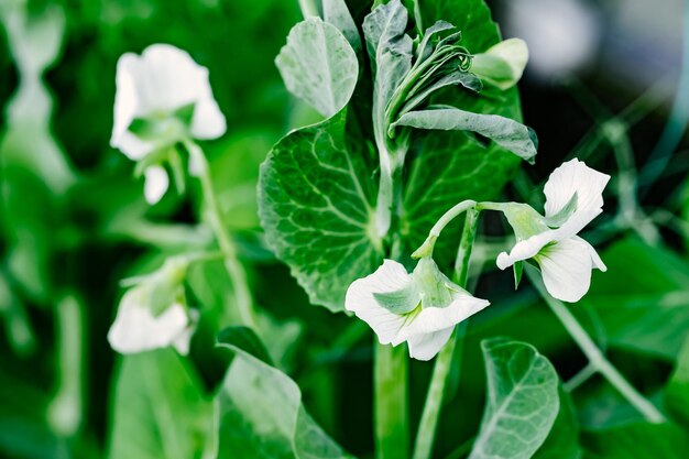 Roślina Zielonego Groszku Z Białymi Kwiatami W Ogrodzie