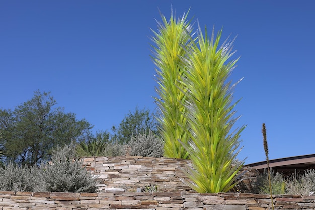 Roślinność pustynna w ogrodach botanicznych Phoenix w Arizonie