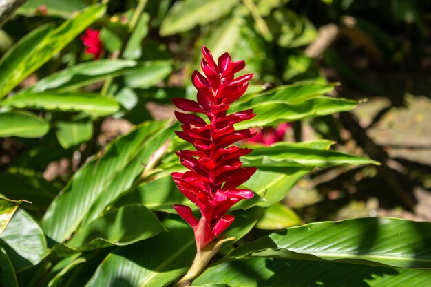 Zdjęcie roślinność w ogrodzie botanicznym rio de janeiro