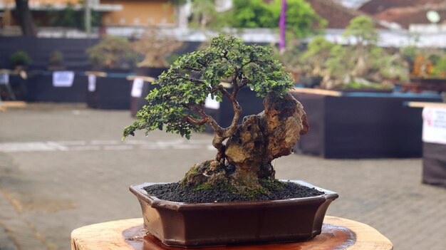 Rośliny Bonsai, które biorą udział w konkursach lub festiwalach. Sztuka roślin karłowatych z Japonii. Drzewo bonsai.