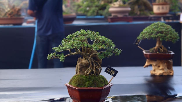 Zdjęcie rośliny bonsai, które biorą udział w konkursach lub festiwalach. sztuka roślin karłowatych z japonii. drzewo bonsai.