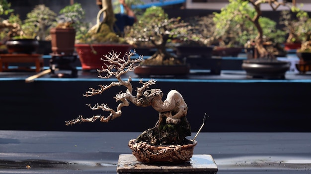 Zdjęcie rośliny bonsai, które biorą udział w konkursach lub festiwalach. sztuka roślin karłowatych z japonii. drzewo bonsai.