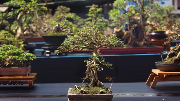 Rośliny Bonsai, które biorą udział w konkursach lub festiwalach. Sztuka roślin karłowatych z Japonii. Drzewo bonsai.