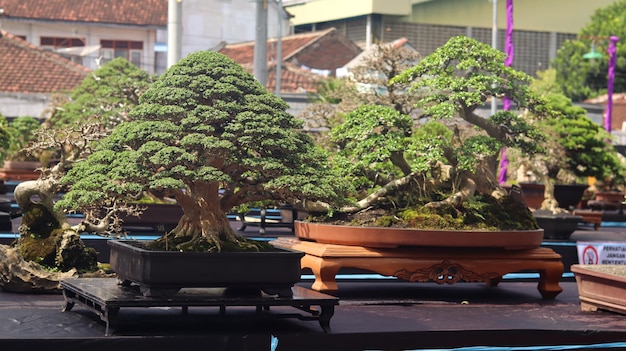 Rośliny Bonsai, które biorą udział w konkursach lub festiwalach. Sztuka roślin karłowatych z Japonii. Drzewo bonsai.