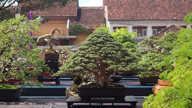 Rośliny Bonsai, które biorą udział w konkursach lub festiwalach. Sztuka roślin karłowatych z Japonii. Drzewo bonsai.