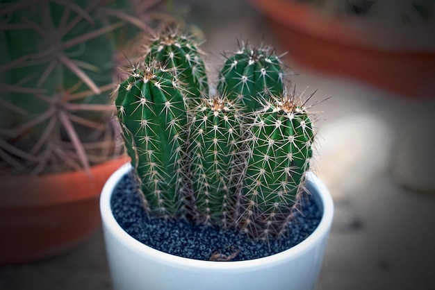 Rośliny domowe Kryte kaktusy