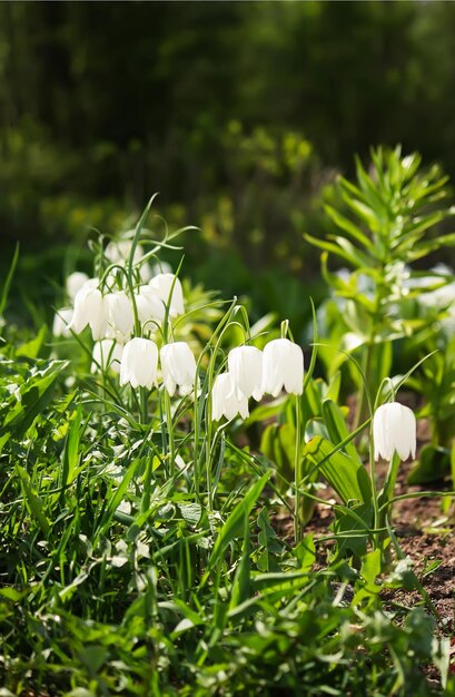 Rośliny Fritillaria Meleagris Kwitnące W Wiosennym Ogrodzie