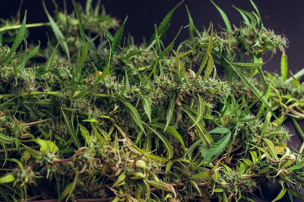 Rośliny konopi indyjskich na czarnym tle Pąki medycznej marihuany z bliska Organiczne chwasty rosną