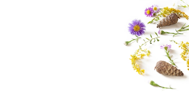 Rośliny kwiaty i szyszki Ekologiczne tło kwiatowe dla kosmetologii kwiaciarnia spa