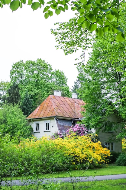 Rośliny magnolii kwitnące w parku Piękny krajobraz miejski