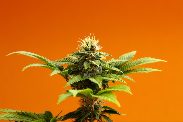 Rośliny marihuany długi transparent Piękne tropikalne tło konopi Nowy wygląd rolniczej odmiany konopi Żywe egzotyczne konopie z liśćmi i pąkami w pomarańczowych kolorach