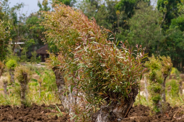 Rośliny Melaleuca cajuputi, powszechnie znane jako cajuput, w Gunung Kidul, Yogyakarta, Indonezja