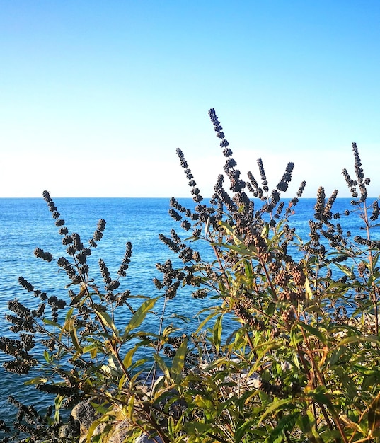 Zdjęcie rośliny nad morzem na tle jasnego niebieskiego nieba
