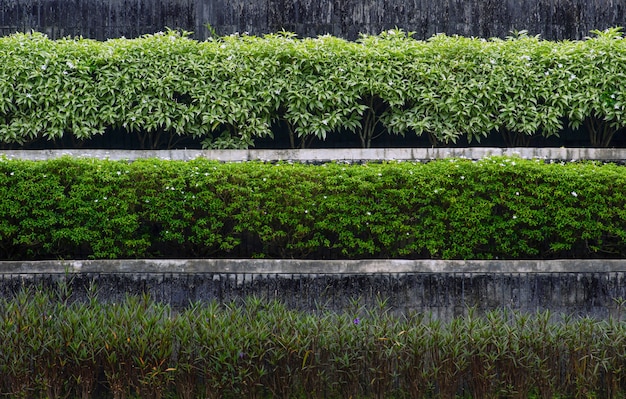 Rośliny ozdobne na tarasie, nowoczesna i prosta kompozycja przydomowego ogrodu