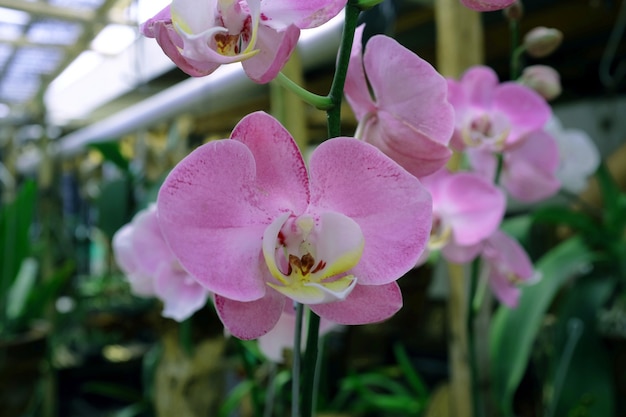 Rośliny ozdobne z kwiatów orchidei są bardzo piękne