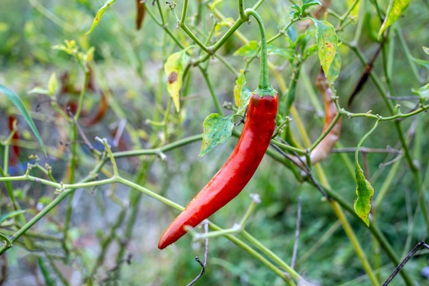 Rośliny papryki czerwonej w gospodarstwie pieprzu Papryka chili rolna w gospodarstwie ekologicznym