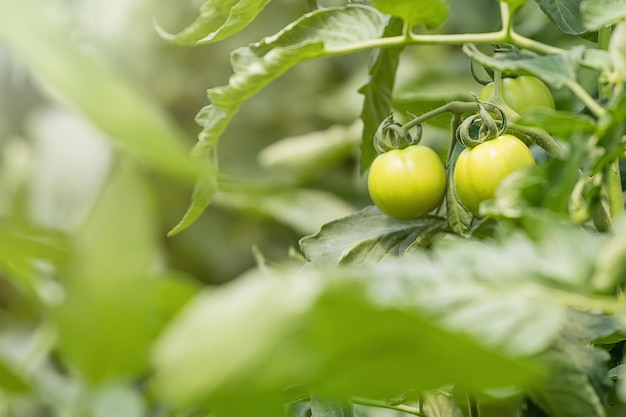 Rośliny pomidora w szklarni. Zielone pomidory Rolnictwo ekologiczne.