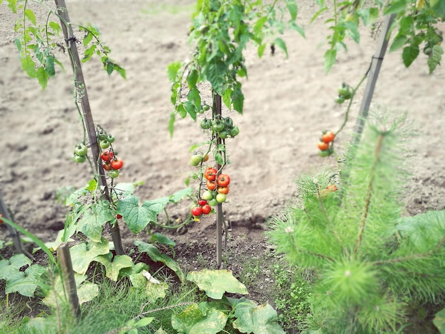 Zdjęcie rośliny pomidorów rosnące na polu