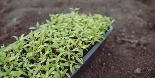 Rośliny pomidorów w plastikowym pudełku na ziemi