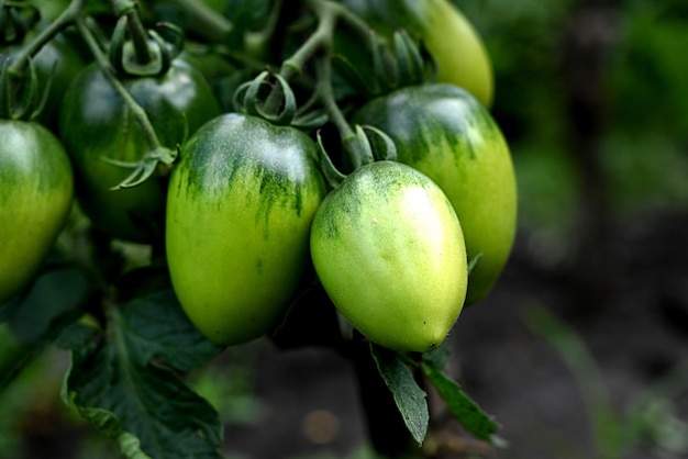 Rośliny pomidorów w szklarni Plantacja zielonych pomidorów Rolnictwo ekologiczne młode rośliny pomidora rosną w szklarni